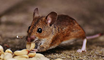 24 Hour & Emergency Exterminators in Russell Township, OH
